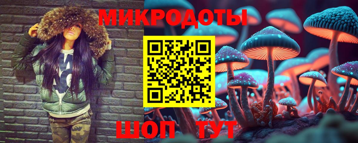 Псилоцибиновые грибы Psilocybe Кизилюрт